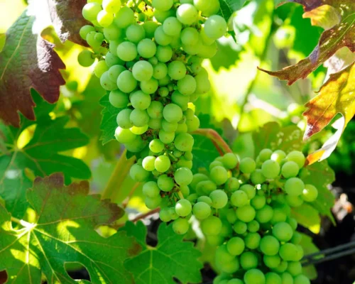 Le Manoir de Brendel Vineyards The Brendel Family Collection luxury properties in South Africa
