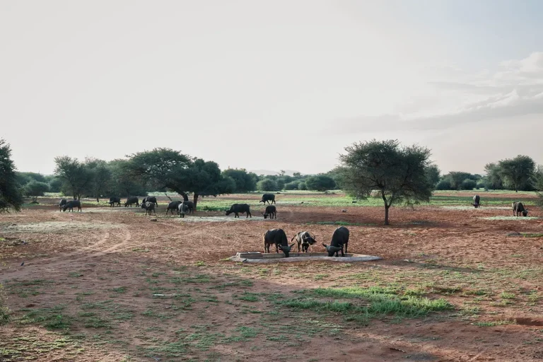 The Brendel Family Collection luxury properties in South Africa