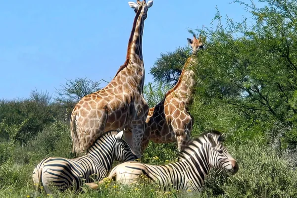 Gamagara Africa Safari Experiences The Brendel Family Collection luxury properties in South Africa