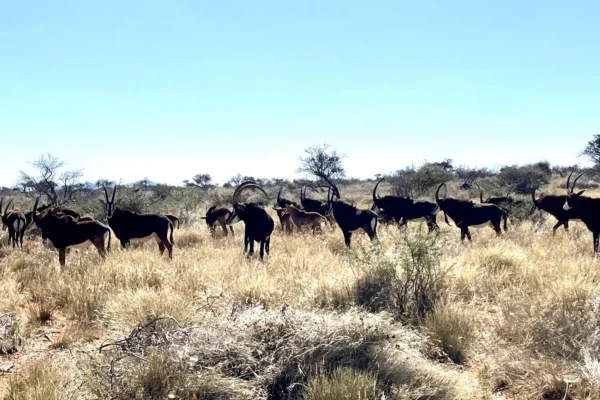 Gamagara Africa Safari Experiences The Brendel Family Collection luxury properties in South Africa